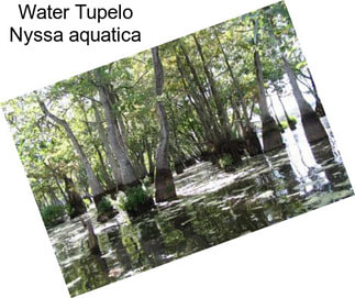 Water Tupelo Nyssa aquatica