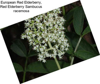 European Red Elderberry, Red Elderberry Sambucus racemosa