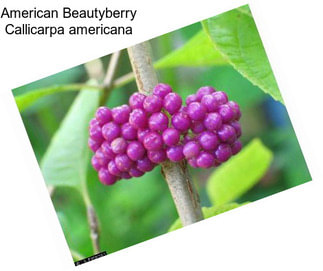 American Beautyberry Callicarpa americana