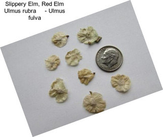 Slippery Elm, Red Elm Ulmus rubra     - Ulmus fulva