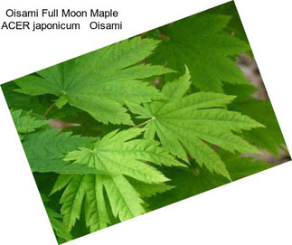 Oisami Full Moon Maple ACER japonicum   Oisami