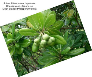 Tobira Pittosporum, Japanese Cheesewood, Japanerse Mock-orange Pittosporum tobira