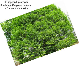 European Hornbeam, Hornbeam Carpinus betulus     - Carpinus caucasica