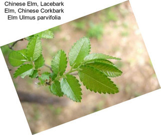 Chinese Elm, Lacebark Elm, Chinese Corkbark Elm Ulmus parvifolia