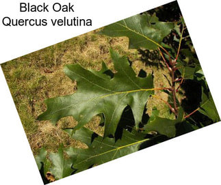 Black Oak Quercus velutina