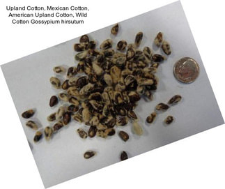 Upland Cotton, Mexican Cotton, American Upland Cotton, Wild Cotton Gossypium hirsutum