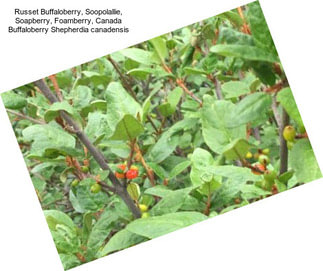 Russet Buffaloberry, Soopolallie, Soapberry, Foamberry, Canada Buffaloberry Shepherdia canadensis