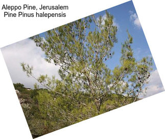 Aleppo Pine, Jerusalem Pine Pinus halepensis