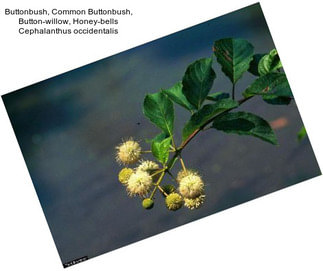 Buttonbush, Common Buttonbush, Button-willow, Honey-bells Cephalanthus occidentalis