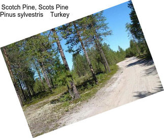 Scotch Pine, Scots Pine Pinus sylvestris    Turkey