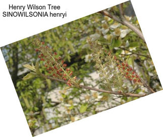 Henry Wilson Tree SINOWILSONIA henryi