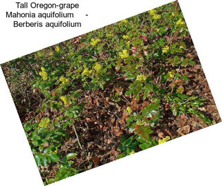 Tall Oregon-grape Mahonia aquifolium     - Berberis aquifolium