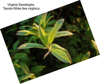 Virginia Sweetspire, Tassle-White Itea virginica