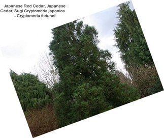 Japanese Red Cedar, Japanese Cedar, Sugi Cryptomeria japonica     - Cryptomeria fortunei