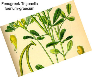 Fenugreek Trigonella foenum-graecum