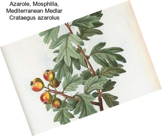 Azarole, Mosphilla, Mediterranean Medlar Crataegus azarolus