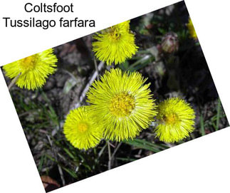 Coltsfoot Tussilago farfara