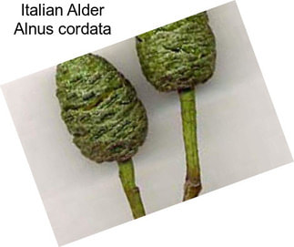 Italian Alder Alnus cordata