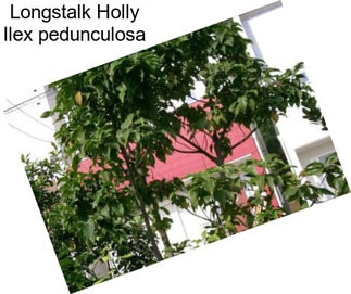 Longstalk Holly Ilex pedunculosa