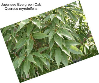 Japanese Evergreen Oak Quercus myrsinifolia