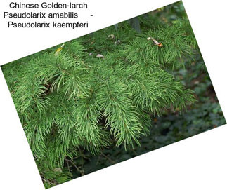 Chinese Golden-larch Pseudolarix amabilis     - Pseudolarix kaempferi