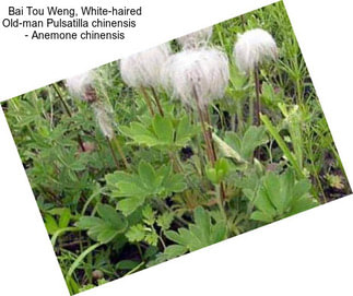 Bai Tou Weng, White-haired Old-man Pulsatilla chinensis     - Anemone chinensis