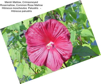 Marsh Mallow, Crimsoneyed Rosemallow, Common Rose Mallow Hibiscus moscheutos  Palustris   - Hibiscus palustris