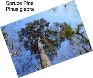 Spruce Pine Pinus glabra