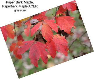 Paper Bark Maple, Paperbark Maple ACER griseum