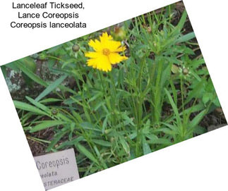 Lanceleaf Tickseed, Lance Coreopsis Coreopsis lanceolata