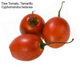 Tree Tomato, Tamarillo Cyphomandra betacea