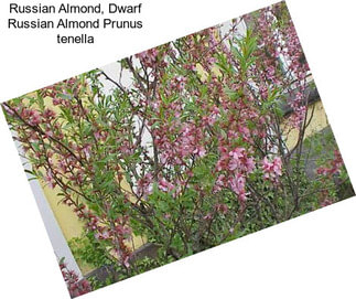 Russian Almond, Dwarf Russian Almond Prunus tenella