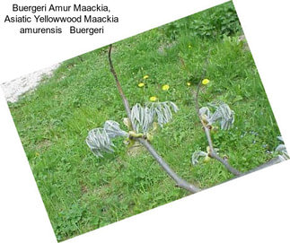 Buergeri Amur Maackia, Asiatic Yellowwood Maackia amurensis   Buergeri