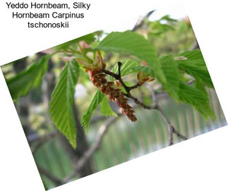 Yeddo Hornbeam, Silky Hornbeam Carpinus tschonoskii