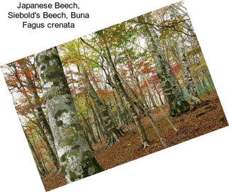 Japanese Beech, Siebold\'s Beech, Buna Fagus crenata