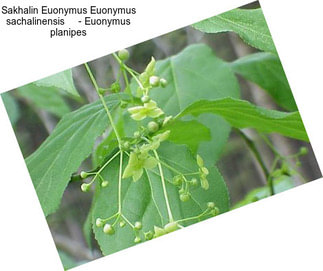 Sakhalin Euonymus Euonymus sachalinensis     - Euonymus planipes