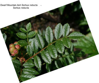 Dwarf Mountain Ash Sorbus reducta     - Sorbus reducta