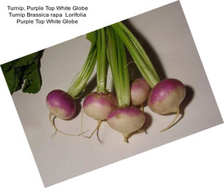 Turnip, Purple Top White Globe Turnip Brassica rapa  Lorifolia Purple Top White Globe