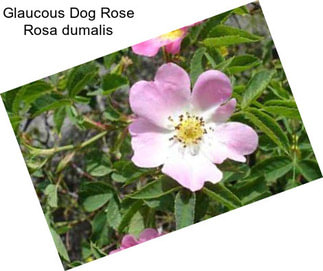 Glaucous Dog Rose Rosa dumalis