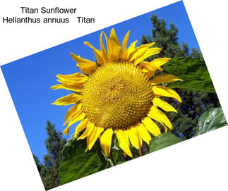 Titan Sunflower Helianthus annuus   Titan