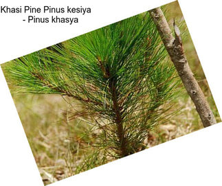 Khasi Pine Pinus kesiya     - Pinus khasya