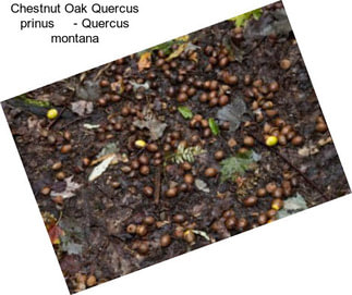 Chestnut Oak Quercus prinus     - Quercus montana