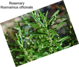 Rosemary Rosmarinus officinalis