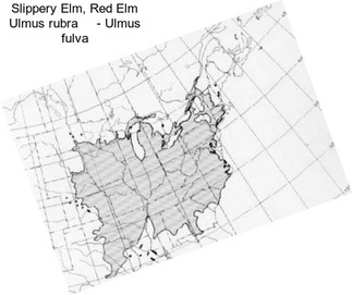 Slippery Elm, Red Elm Ulmus rubra     - Ulmus fulva