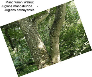 Manchurian Walnut Juglans mandshurica     - Juglans cathayensis