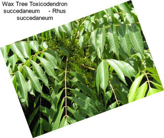 Wax Tree Toxicodendron succedaneum     - Rhus succedaneum