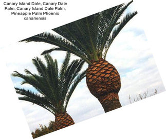 Canary Island Date, Canary Date Palm, Canary Island Date Palm, Pineapple Palm Phoenix canariensis