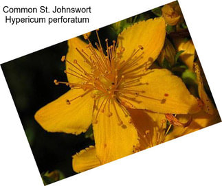 Common St. Johnswort Hypericum perforatum