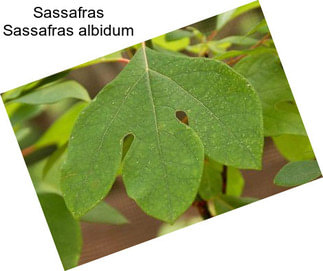 Sassafras Sassafras albidum