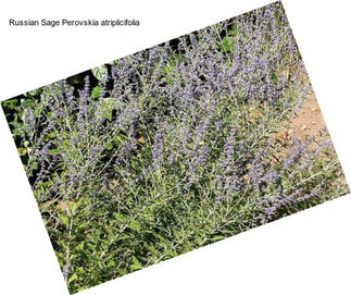 Russian Sage Perovskia atriplicifolia